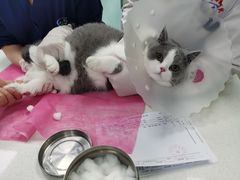 -北京观赏动物医院·24小时大型综合·猫专科·异宠专科