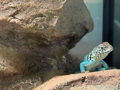 -酷以爬仙阁实体爬宠店·守宫·蜥蜴·专业繁育