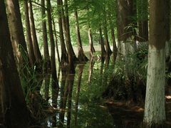 -桤木河湿地公园