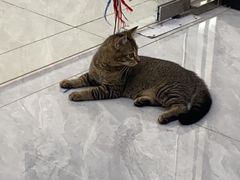 -瑞鹏宠物医院·骨科·猫科·内科(第一中心)