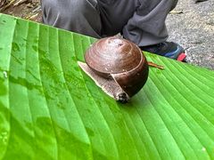 -海南热带雨林国家公园吊罗山景区