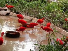 -广州长隆飞鸟乐园