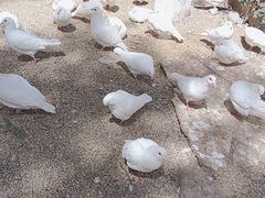 -昆明动物园