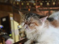 -more than meow吴止猫主题餐厅(承德 中船汇店)