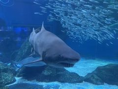 -海合安成都极地海洋公园