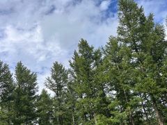 -塞罕坝国家级自然保护区