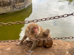 -海南热带野生动植物园