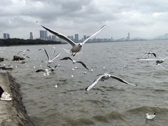 -深圳湾公园(南山区)