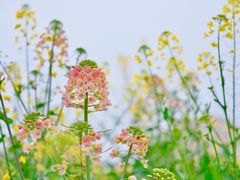 -中国天府农业博览园