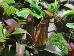 -国家植物园南园