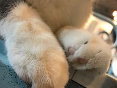 -共舞时光猫咖·狗咖(新街口店)
