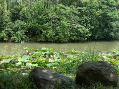 -昆山城市生态森林公园