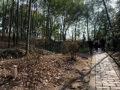 -上海佘山国家森林公园天马山园