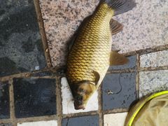 -酷鱼垂钓CLUB(朝阳区博大路店 )