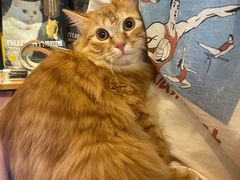 -PETKIT小佩宠物·低压洗护(国顺东路店)