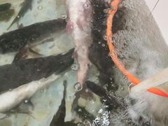 -山城家常菜铁锅炖鱼