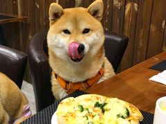 -百好乐宠物友好餐厅(朝外大街店)