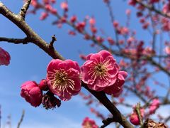 -梅花山(明孝陵内)