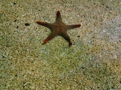 -芜湖新华联大白鲸海洋公园