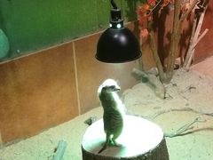 -萌宠奇缘