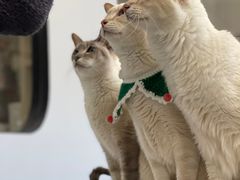 -Cappucimeow猫咪咖啡馆(韦伯时代店)