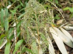 -海南热带雨林国家公园吊罗山景区