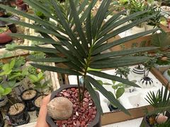 -龙大花卉苗木市场