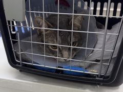 -中农国际动物医院24小时·猫科·骨科·急重症中心