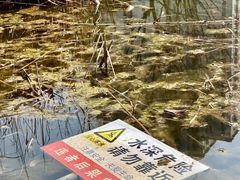 -新江湾城公园