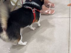 -佳雯宠物医院·皮肤科·内外科(春晓路分院)