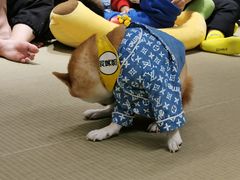 -逗柴咖啡屋·狗咖猫咖宠物桌游