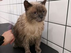 -BABIT巴比特宠物(MOMOPARK店)