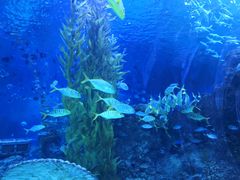 -芜湖新华联大白鲸海洋公园