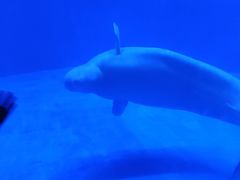 -上海海昌海洋公园-冰山北极馆