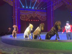 -珠海横琴长隆《卡卡虎奇遇记》