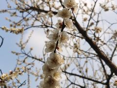 -香雪海