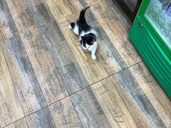 -八风爆肚面(海亮新英里店)