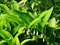 -国家植物园南园