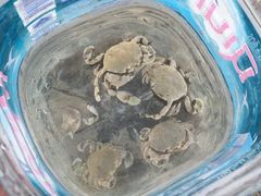 -查汶海滩
