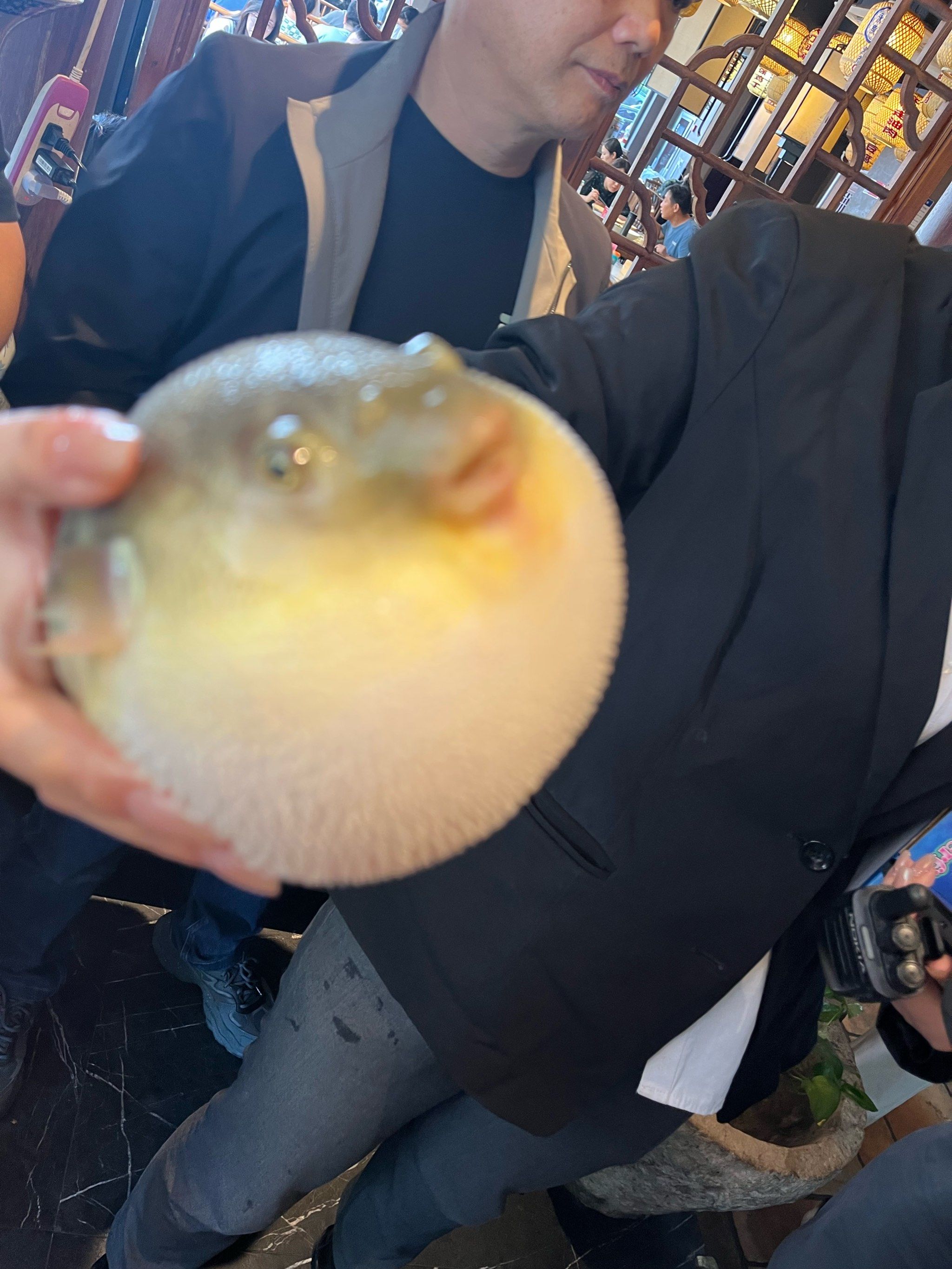 生气的河豚宝宝