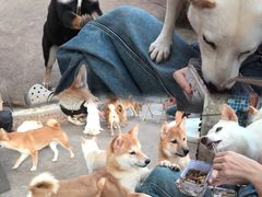 -柴犬高等学院·狗咖·柴犬售卖·宠物训练