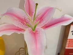 -沈师傅四季烤鸭小馆(荣盛华府店)