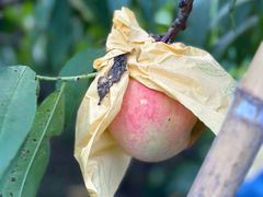 -南汇水蜜桃采摘(大团店)