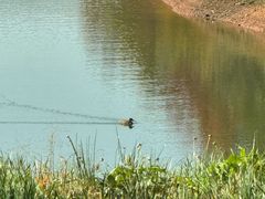 -中海·庐山西海君澜度假酒店·味屿全日制餐厅