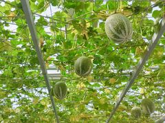 -兰陵国家农业公园