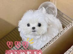 -萌宠之家·腊肠犬·马尔泰·小体犬舍