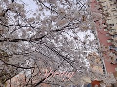 -玛格萝妮比萨屋(四平店)