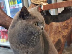 -more than meow吴止猫主题餐厅(承德 中船汇店)