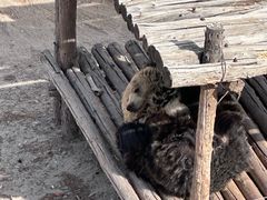 -青藏高原野生动物园