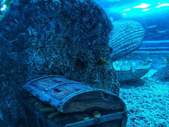 -芜湖新华联大白鲸海洋公园